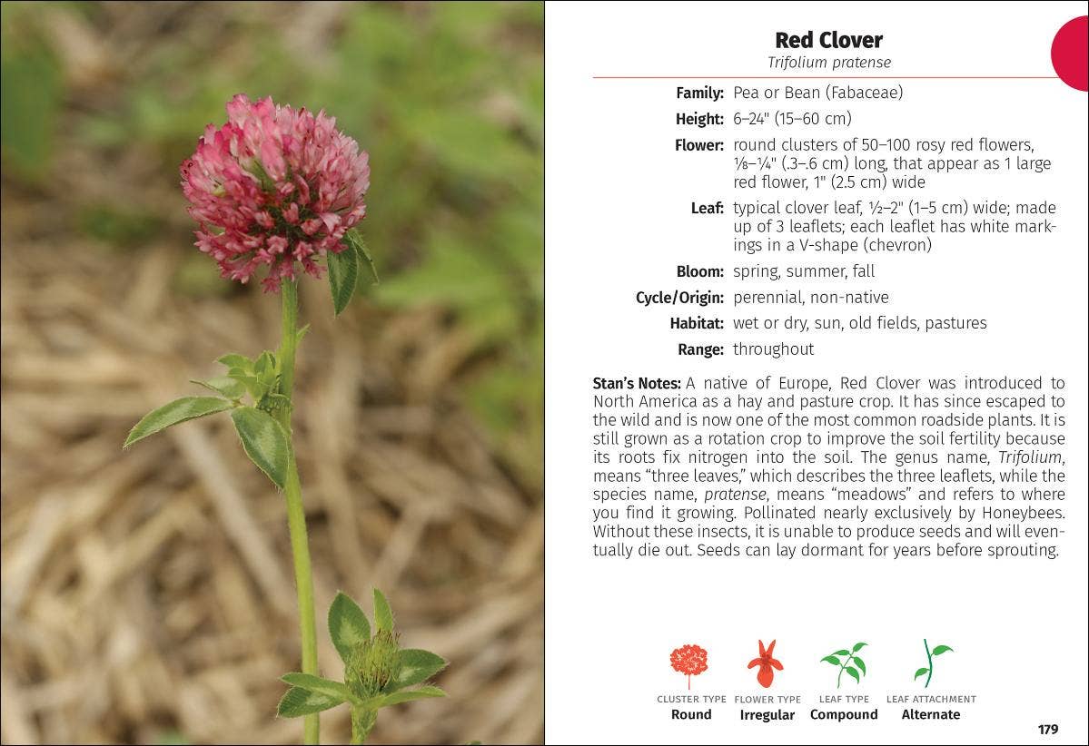 Wildflowers of Minnesota