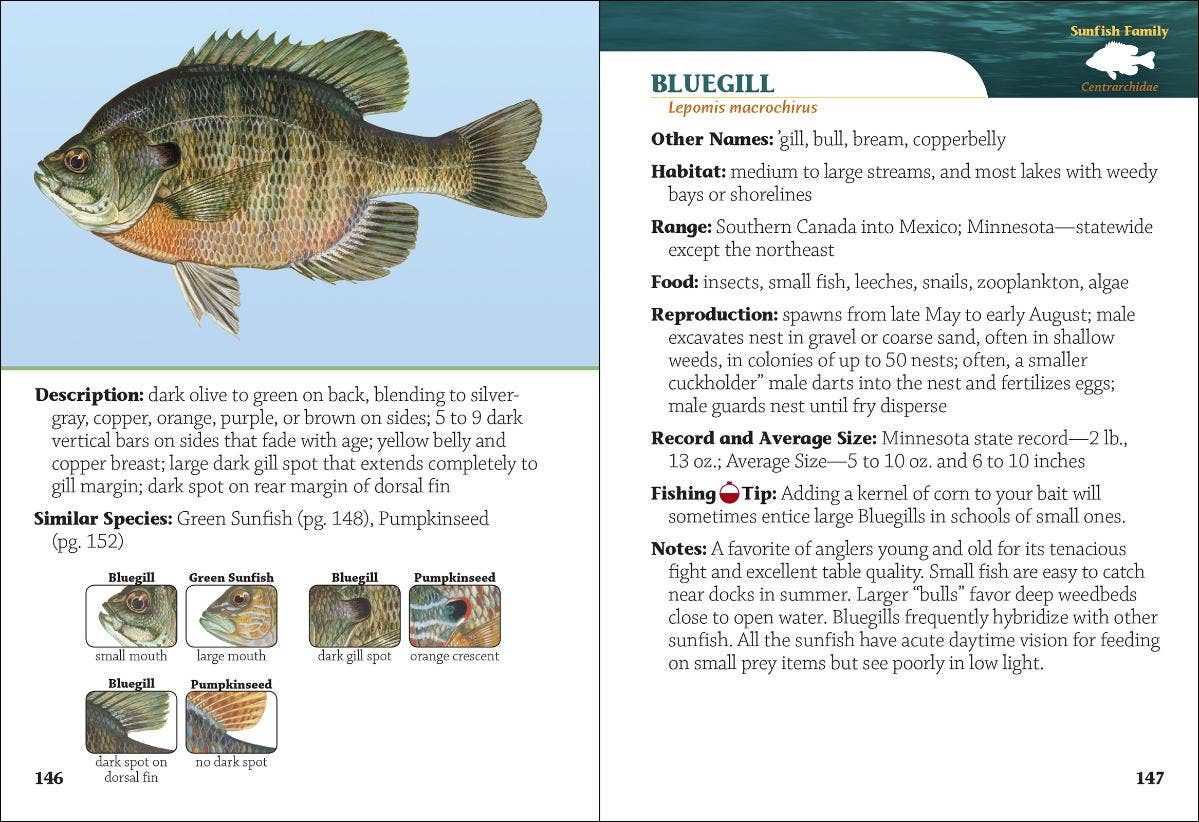 Fish of Minnesota Field Guide