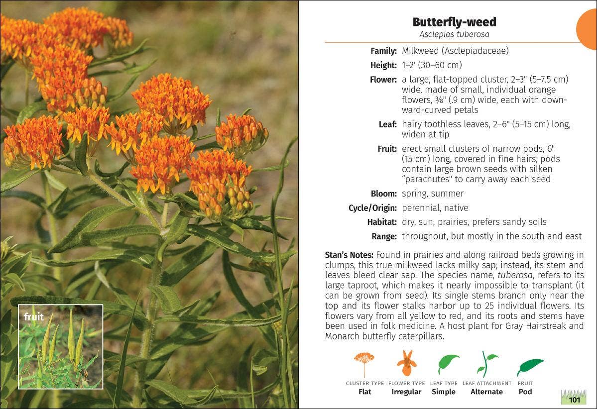 Wildflowers of Minnesota