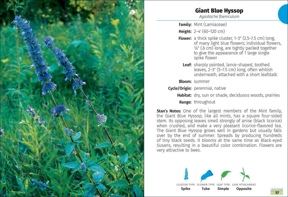 Wildflowers of Minnesota