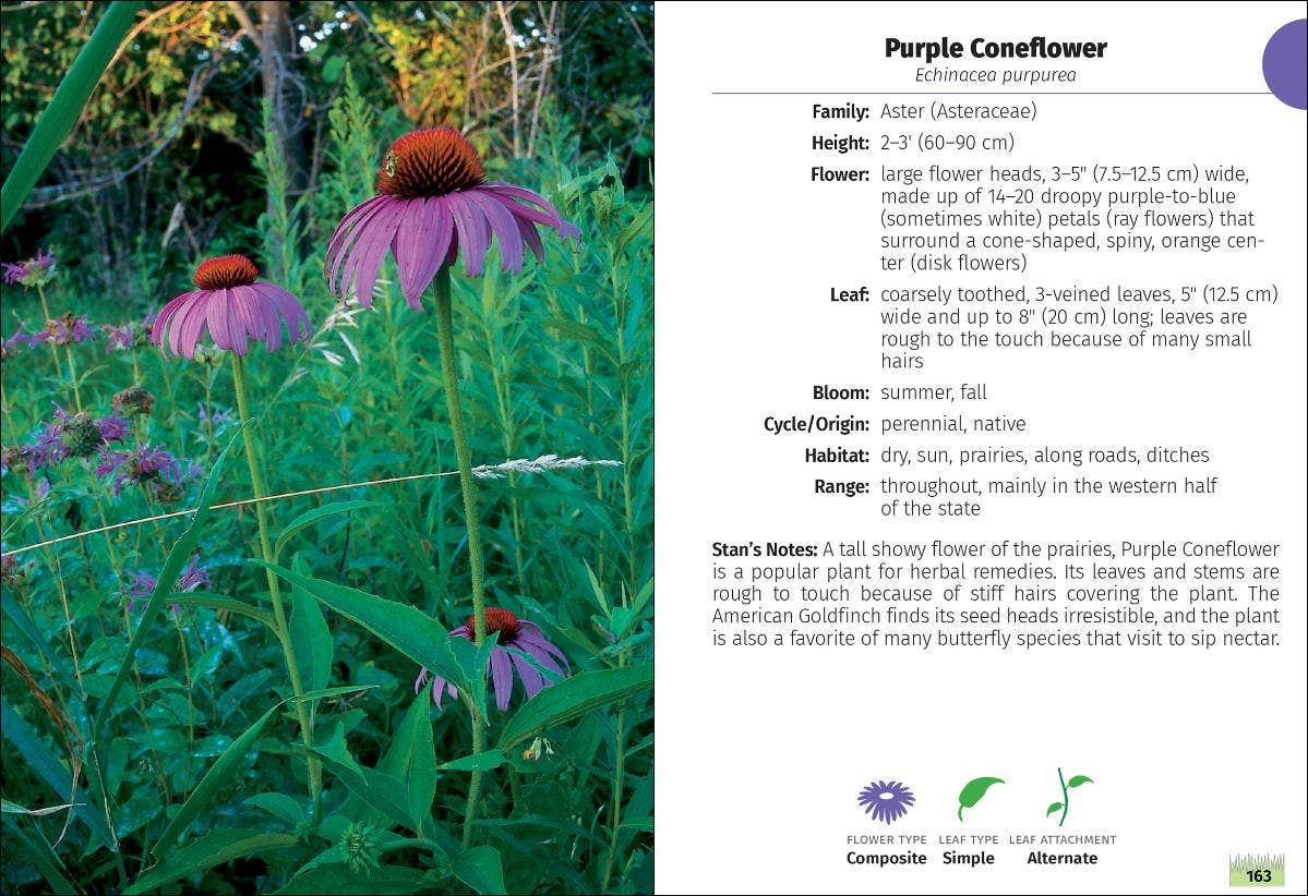 Wildflowers of Minnesota