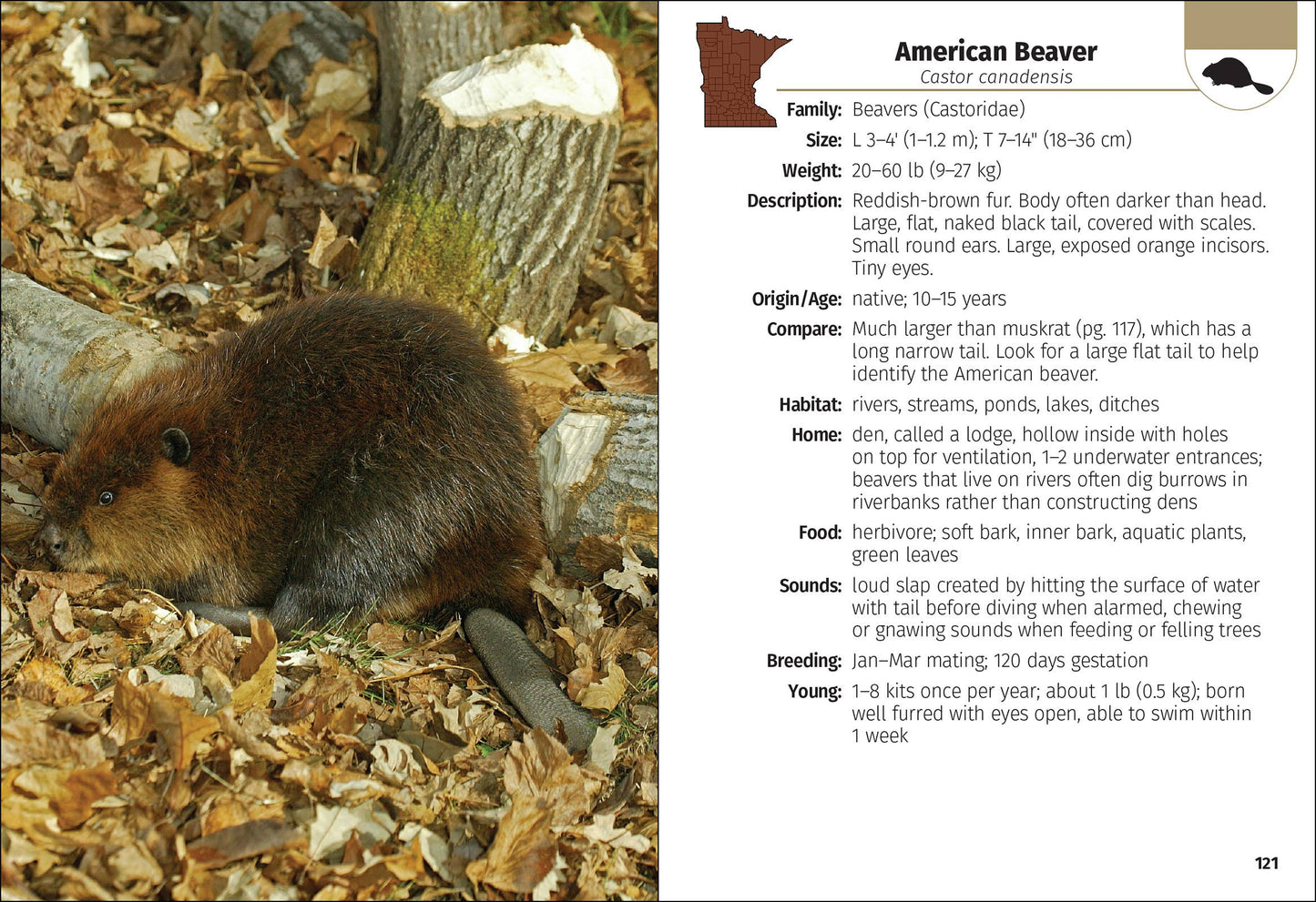 Mammals of Minnesota Field Guide