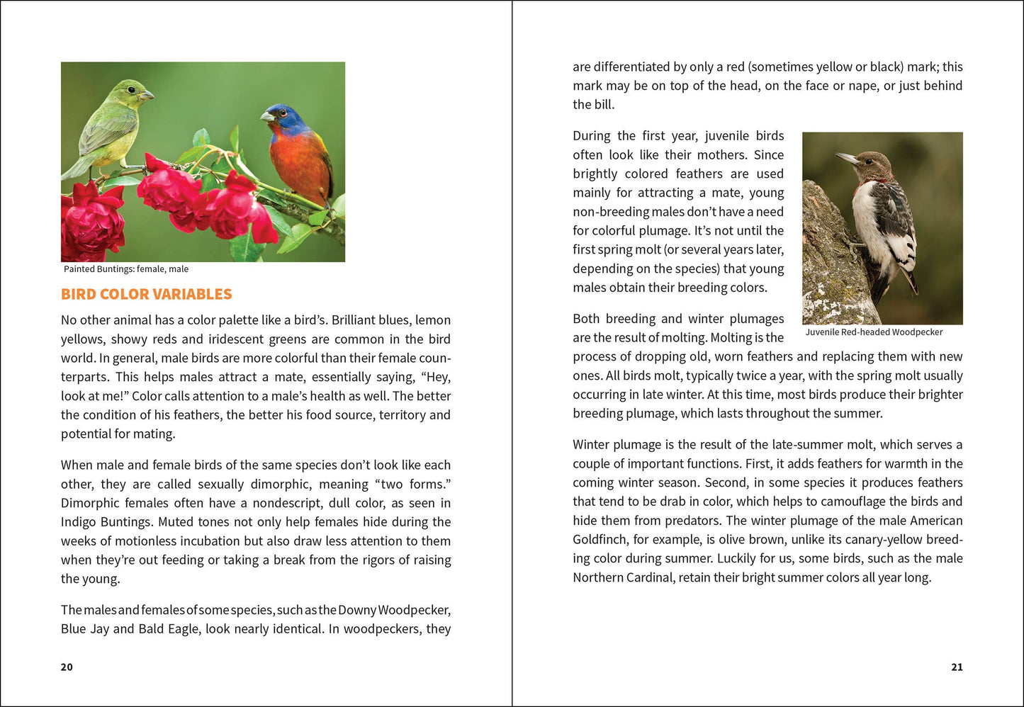 Stan Tekiela Birding Beginners: Midwest