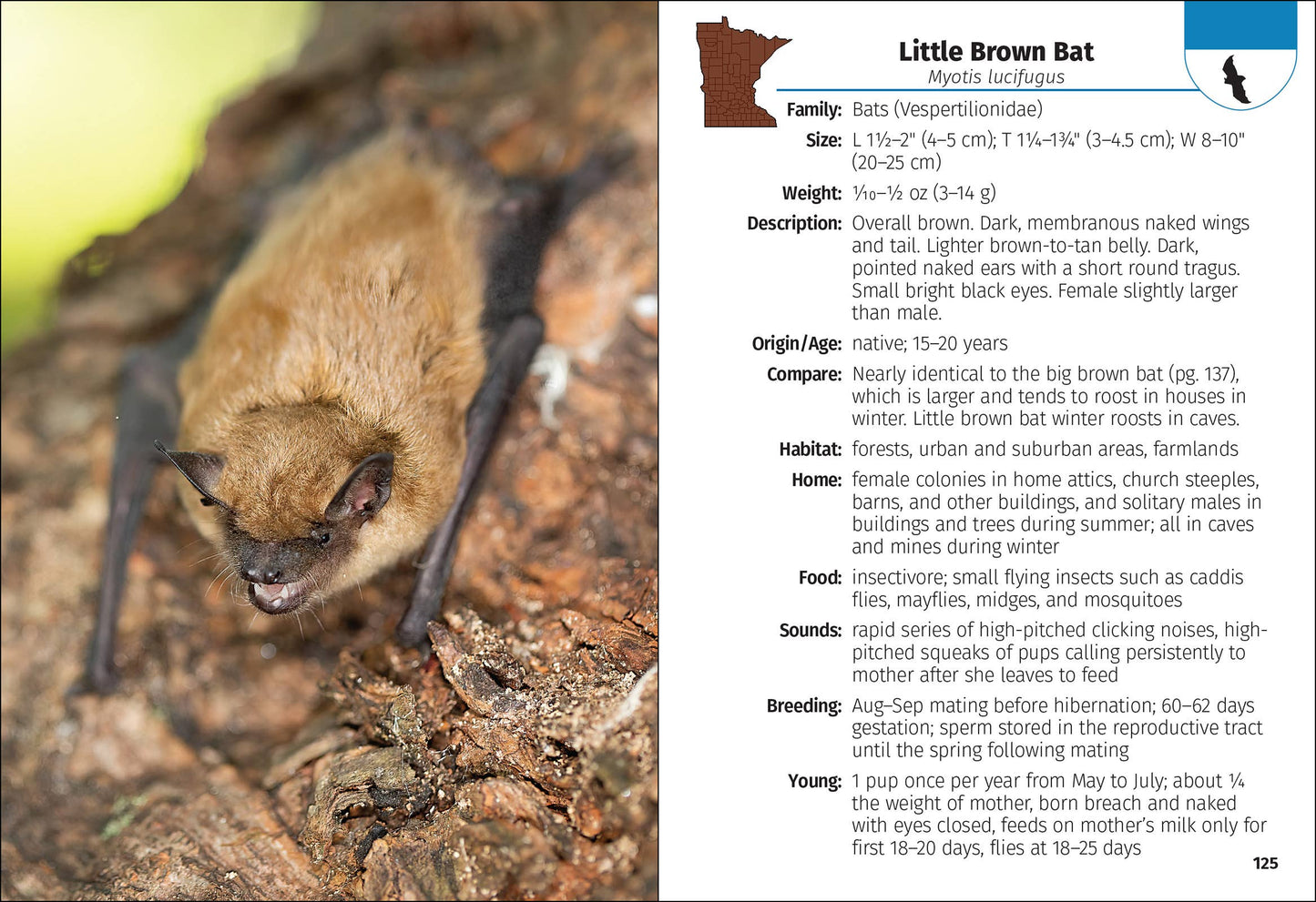 Mammals of Minnesota Field Guide
