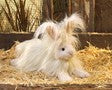 FOLKMANIS® Angora Rabbit Puppet